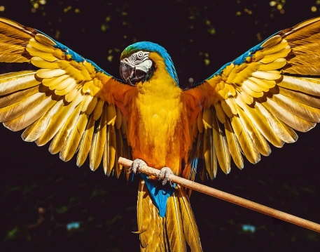 Wings PNG Image