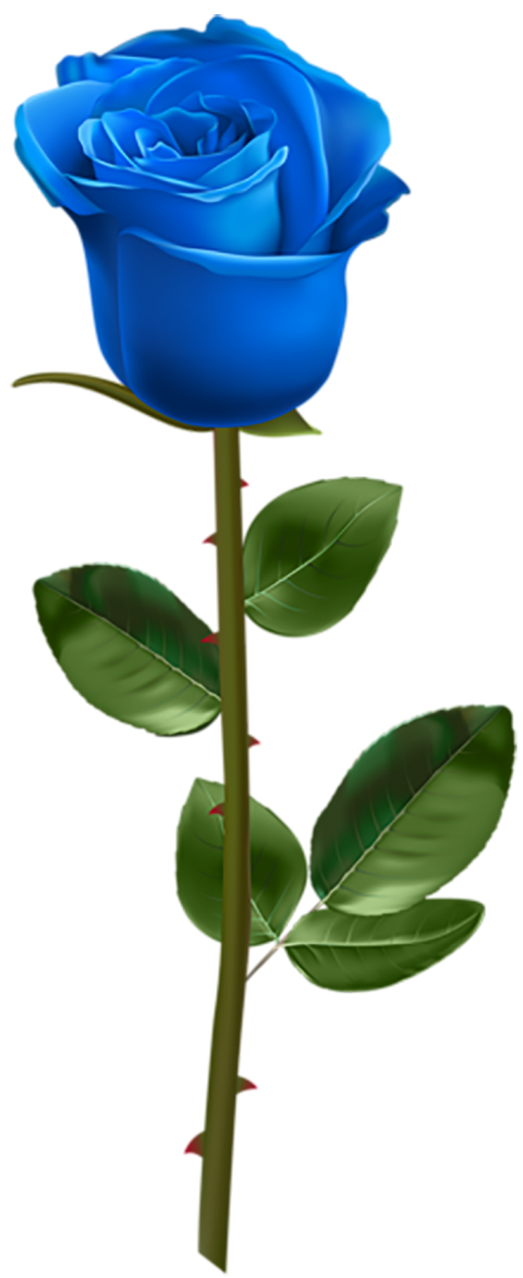 100  Blue Rose Flower Transparent PNG