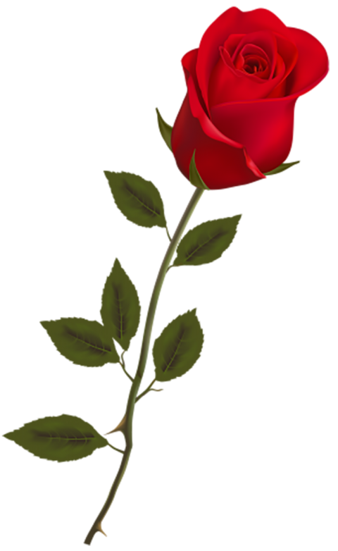 500 Best Red Rose Transparent PNG