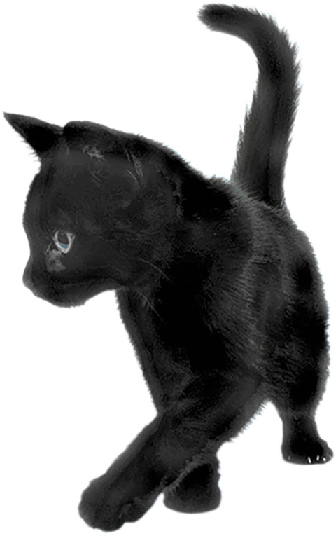 500 Black Cat HD Transparent PNG Images