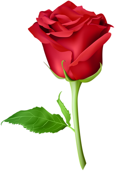 500  Red Rose Single Flower PNG  For Love