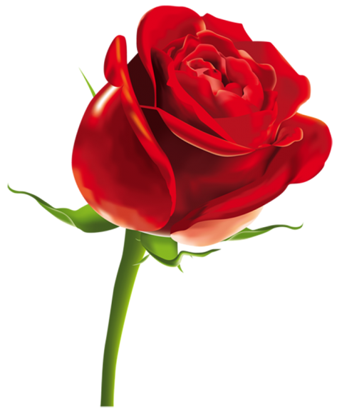 500 Red Rose Single Flower PNG Picsart