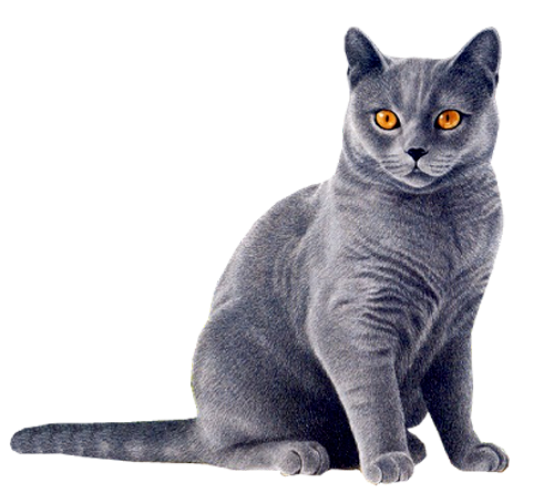 Angry Cat Png Images Full HD