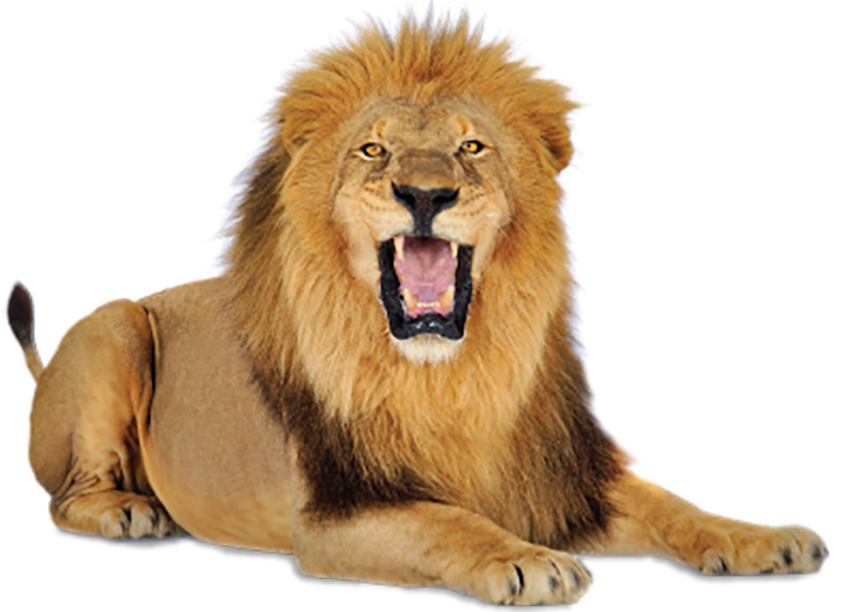 Angry Lion Png Images Download