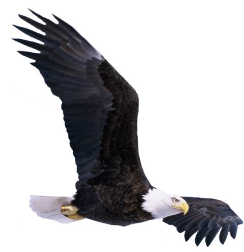 Bald Flying Eagle PNG HD Quality