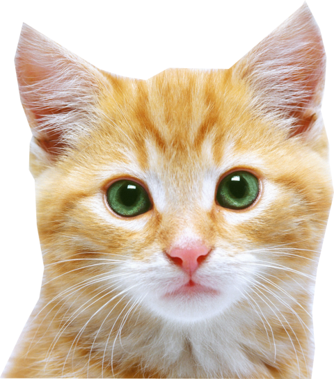 Cute Cat Full HD Face PNG Download