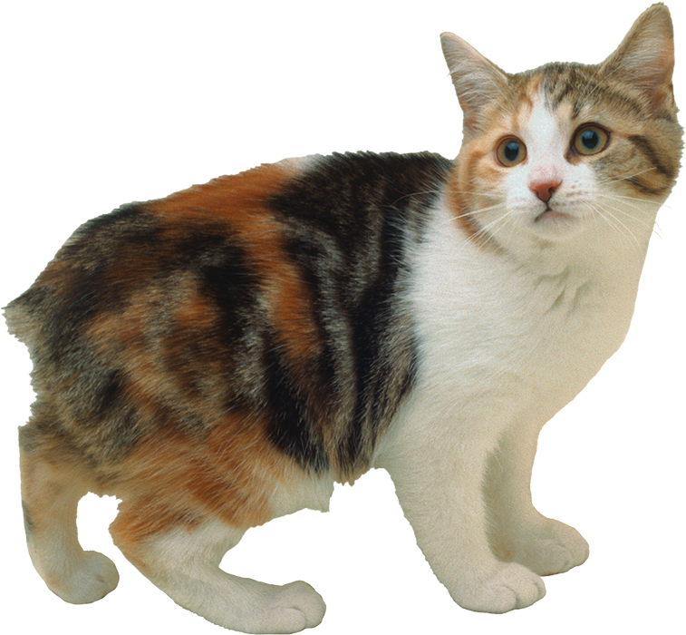 Cute Cat PNG Download HD For Editing