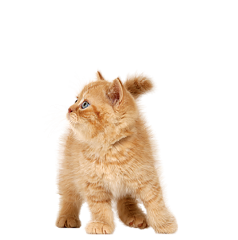 Cute Cat PNG Full HD Download