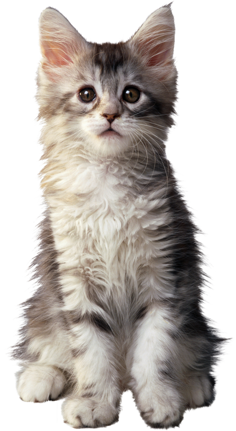 Cute Cat PNG Images Download