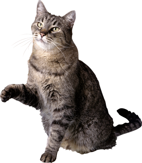 Gray Cat PNG Images Download