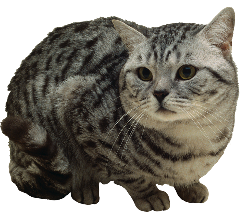 Gray Cat PNG Images Download New