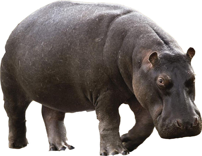 Hippopotamus Standing Transparent PNG