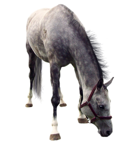 Horse Eating Grass Transparent PNG Images