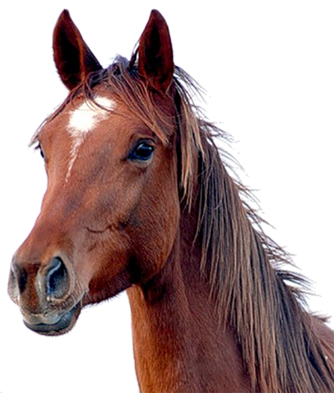 Horse Face Transparent PNG Images