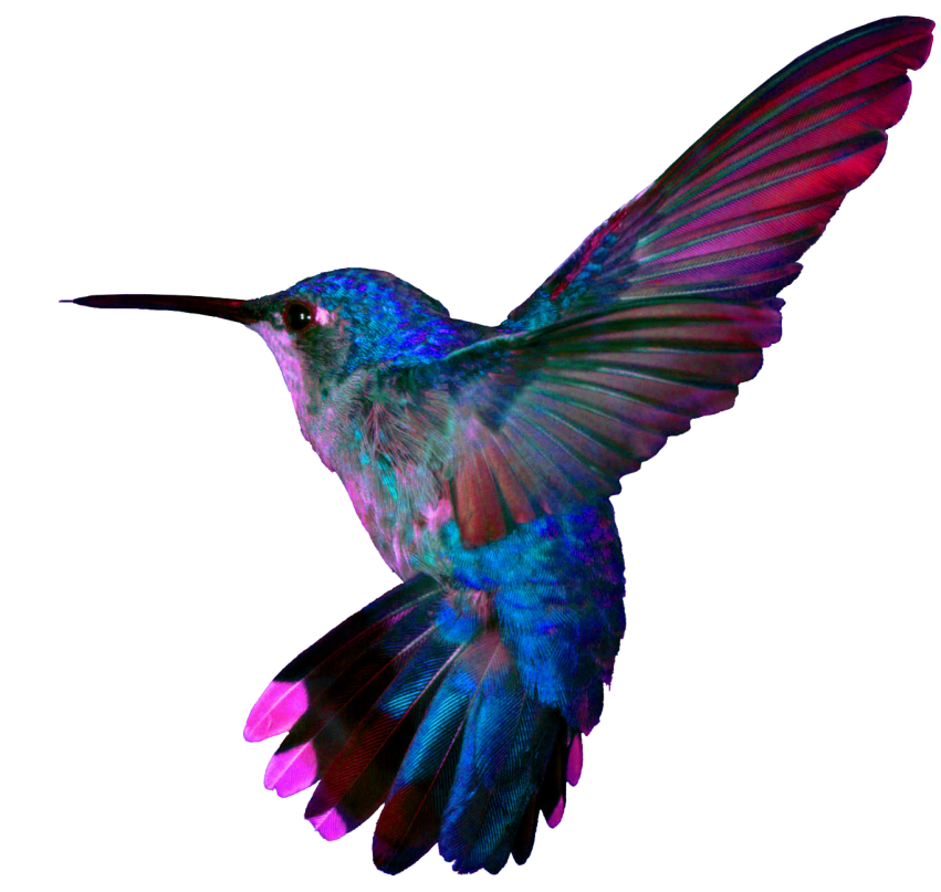 Hummingbird Tattoos Background PNG Image