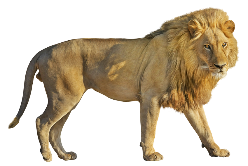 Lion Transparent Png Images Download