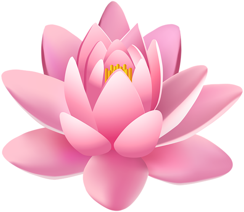 Lotus Flower Drawing HD  PNG Download
