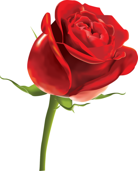 Modern Red Rose Flower PNG Download