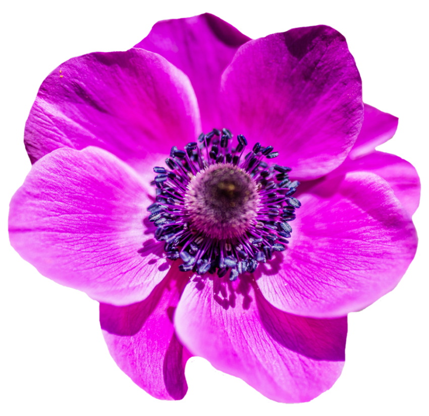 New Gulabi Flower Png Images Download