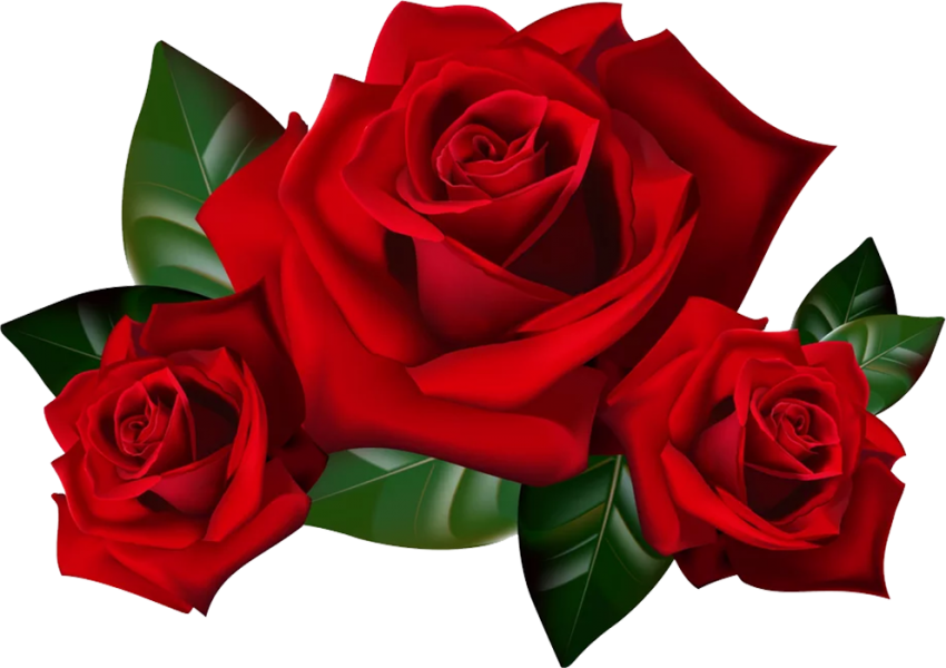 Original Red Rose Front View Flower PNG