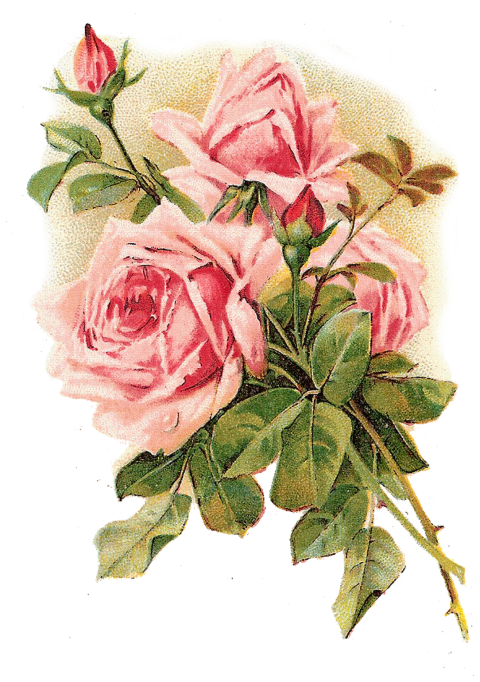 Pink Flowers Png images Hd