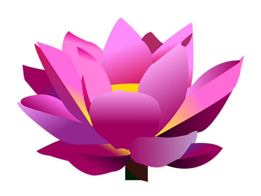 Pink Lotus Flower Clipart Vector PNG Download