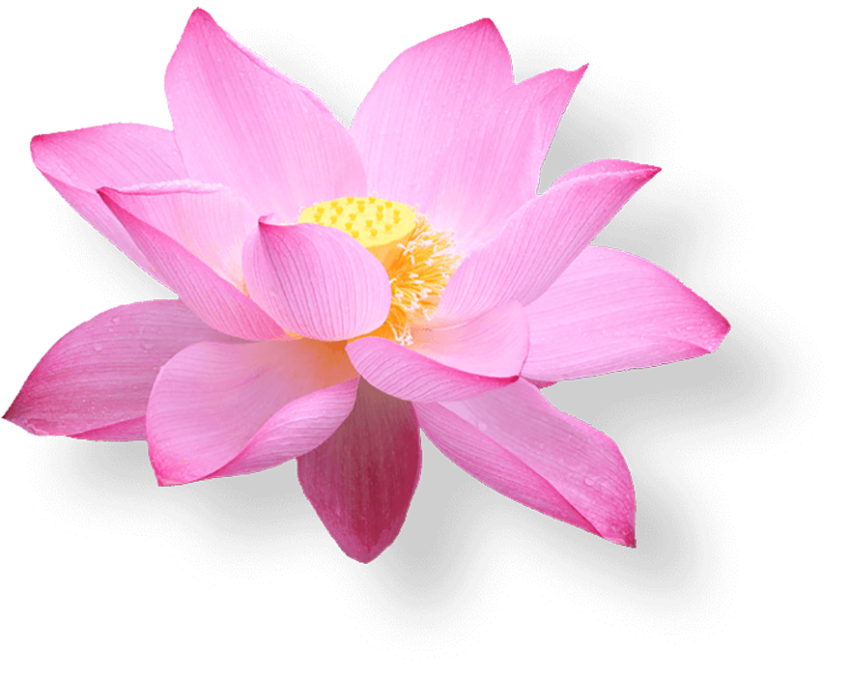 Pink Lotus Flower HD PNG Images Download