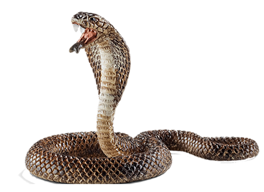 Real Cobra Snake PNG Hd Download