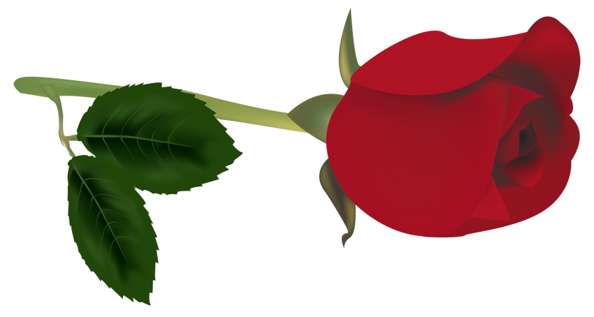 Real Red Rose Flower HD PNG Vector