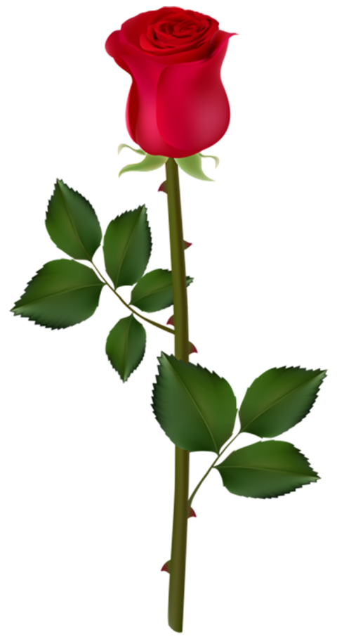 Red Rose Single Flower PNG  For Love