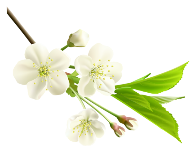 Spring Flower PNG Photos Hd