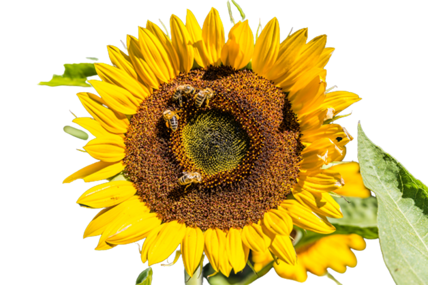 Sunflower Transparent PNG Images Hd