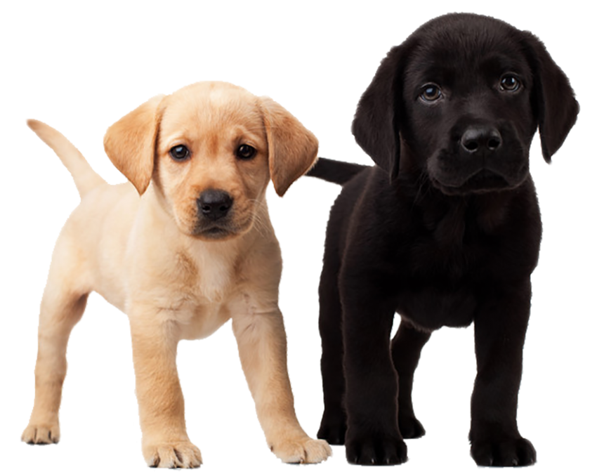 Two Baby Dog PNG Images Full HD