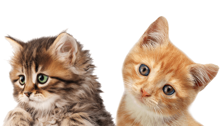 Two Cats Png Transparent Background