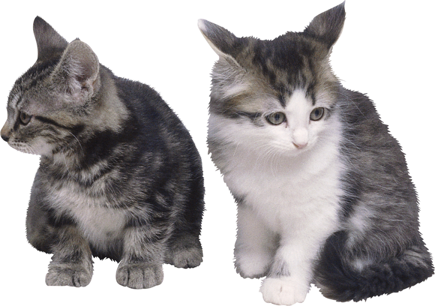 Two Cute Cat Full HD PNG Download