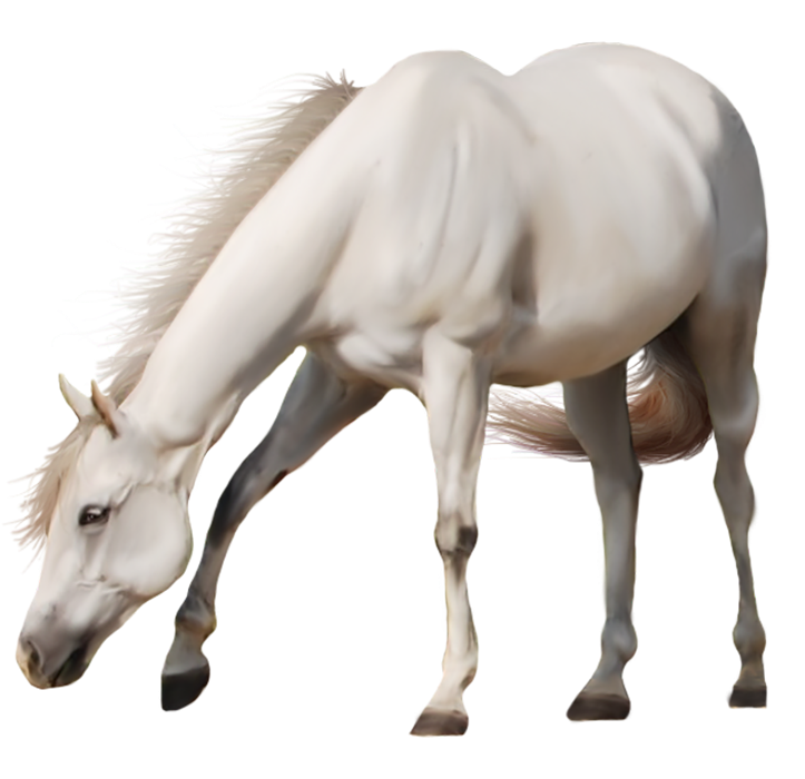 White Horse Transparent PNG Images