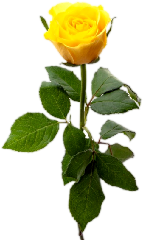 Yellow Rose Flower PNG Image Hd